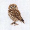 Alisa - Owl
