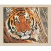 Alisa - Tiger
