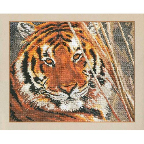 Alisa - Tiger