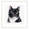 Alisa - Gato negro