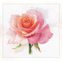 Alisa - Rose tenderness