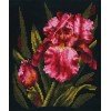 Andriana - Velvet iris