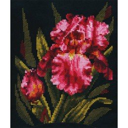Andriana - Velvet iris