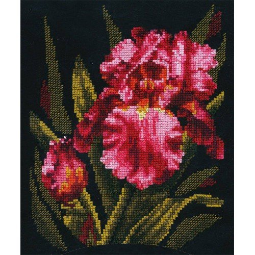 Andriana - Velvet iris