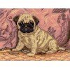 Andriana - Pug