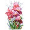 Andriana - Triumph of irises