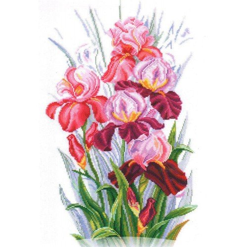 Andriana - Triumph of irises