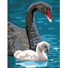Collection D`Art - Cisnes