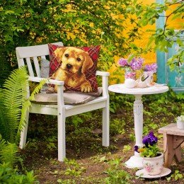 Collection D`Art - Brandy - Perro