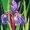 Collection D`Art - Iris