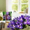 Collection D`Art - Iris