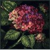 Dimensions - Hydrangea bloom