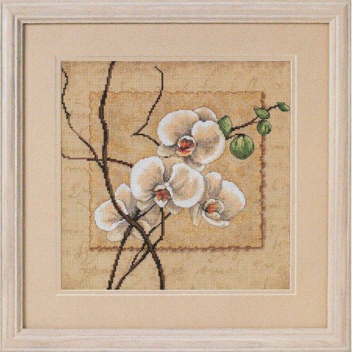Dimensions - Orchid