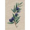 Klart - Olive Sprig