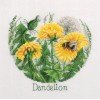 Klart - FlowerCompliments. Dandelions