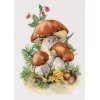 Klart - Porcini