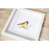 Luca-S - Great tit