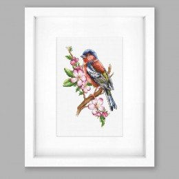 Luca-S - Chaffinch bird