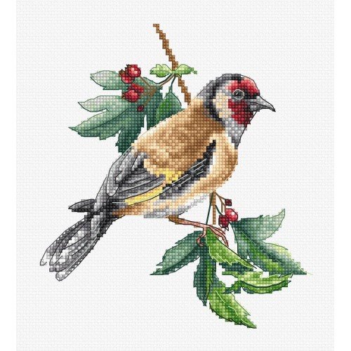 Luca-S - Goldfinch bird