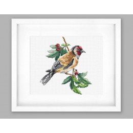 Luca-S - Goldfinch bird