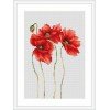 Luca-S - Amapolas