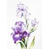 Luca-S - Irises