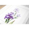 Luca-S - Irises