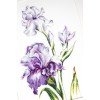 Luca-S - Irises