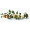Luca-S - Apples