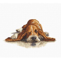 Luca-S - Basset
