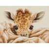 Luca-S - The baby giraffe