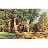 Luca-S - The oak grove