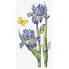 Luca-S - May iris