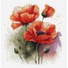 Luca-S - Poppy flowers