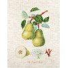 Luca-S - The dauch pear
