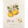 Luca-S - The pear shaped quince