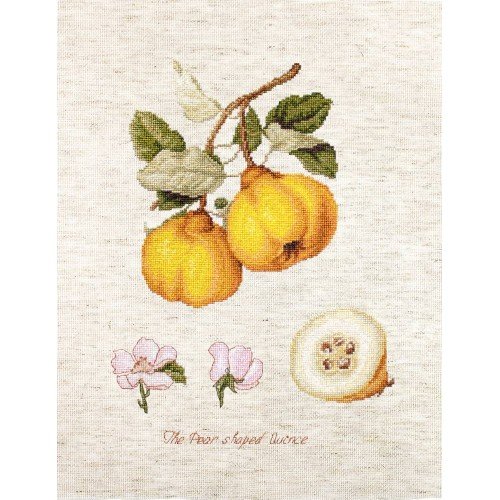Luca-S - The pear shaped quince