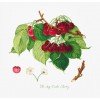 Luca-S - The may duke cherry