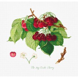 Luca-S - The may duke cherry