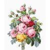 Luca-S - Rosas