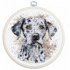 Luca-S - The dalmatian