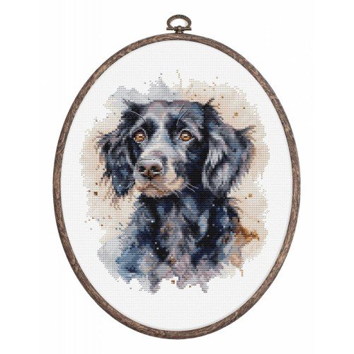 Luca-S - Border collie