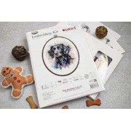 Luca-S - Border collie