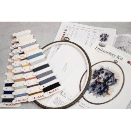 Luca-S - Border collie