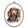 Luca-S - The dachshund