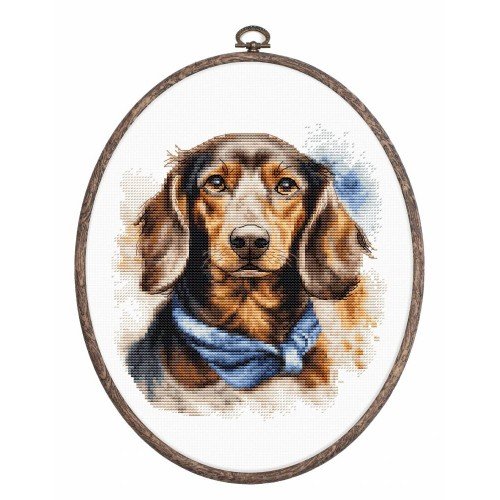 Luca-S - The dachshund