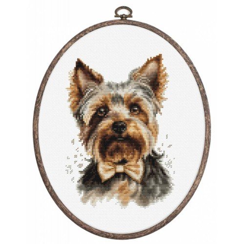 Luca-S - Yorkshire terrier