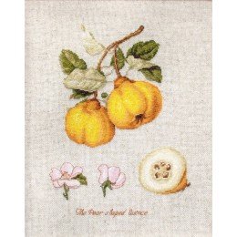 Luca-S - The pear shaped quince