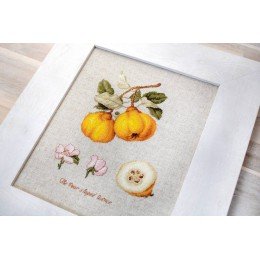 Luca-S - The pear shaped quince