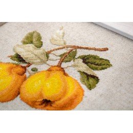 Luca-S - The pear shaped quince